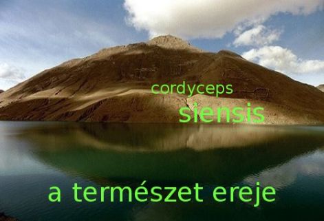 2akavecordy2.jpg