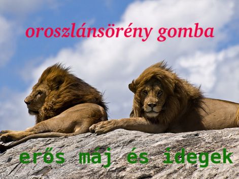 allat-nagyemlos-oroszlan0.jpg