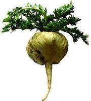 maca3.jpg